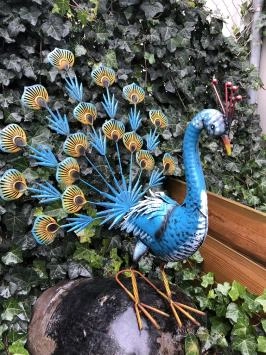 Prachtige metalen trotse pronkende pauwhaan, vol in kleur