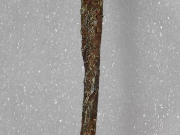 Lelie Tak - Paars - 74 cm