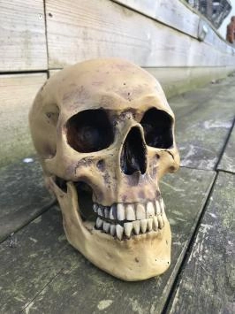 Anatomischer Schädel, hergestellt aus Polystein, Deko