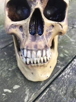 Anatomischer Schädel, hergestellt aus Polystein, Deko