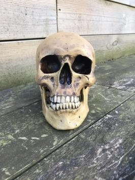 Anatomischer Schädel, hergestellt aus Polystein, Deko