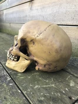 Anatomischer Schädel, hergestellt aus Polystein, Deko