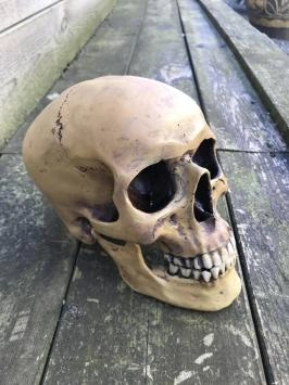 Anatomischer Schädel, hergestellt aus Polystein, Deko